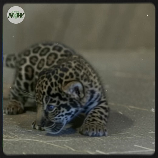 Meet the Adorable New Jaguar Cub at San Diego Zoo!—[Full story in cᴑmments]👇 | Nature and Wildlife TV