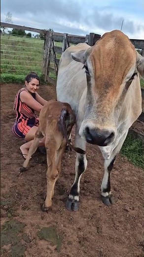 👉 Real Cow Milking Process with Calf 🐄 | Village Farm Life | Fresh Milk Harvesting #villagelife