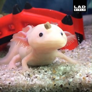 This axolotl doesn't have the speediest of reaction times 😂😂 | LADbible