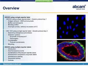 IHC ICC Staining techniques using single and multiple labels