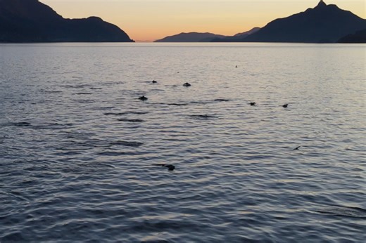 Video: 'The most amazing view of dolphins’