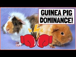 Guinea Pig Dominance Behaviours and What They Mean!