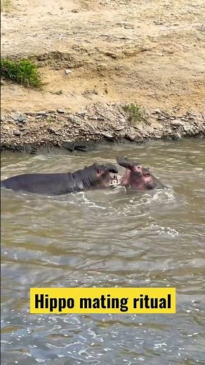 Hippo mating ritual. #kenya #hippo #play #safari #wildlife #shorts