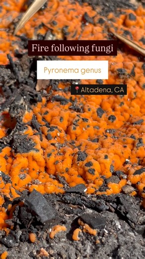 K.C. on Instagram: "Pyrophilous fungi aka “fire-loving”, “fire-following” fungi ❤️‍🔥 The soil is healing ❤️‍🩹 This neon orange fungi species, in the Pyronema genus, arises in post-wildfire ecosystems as a result of the intense heat and fire, which dramatically altered the surface soil and deeper layers microbial composition. This species is a pioneer in the ecological succession of recently burned areas, helping to decompose charred plant materials. They are the first responders after a fire a
