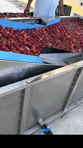 *Royal Grading Line* *Now Open* 📍 *Near Apex School, Fruit Mandi, Apple Town Sopore* *Get your apples graded with precision and care. Fast, reliable & affordable service for all traders and growers* *📞 Visit us today 7006053153 | Apple Town Sopore