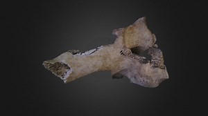 Bone - Download Free 3D model by Rubicon Technologies (@pocketcloud)