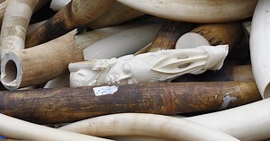 UK: Law banning elephant ivory sales enforced | Africanews