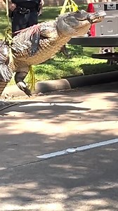 102K views · 2.2K reactions | LATER GATOR: A massive, 400-pound alligator roaming around a Texas neighborhood was safely captured and hoisted into the back of a pickup truck. The gator is to be transported to a sanctuary, officials said. https://abcn.ws/3xohpZM | ABC News | Facebook