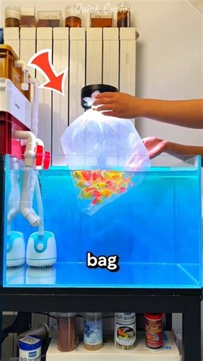 This Simple Trick Will Save Your Fish’s Life 🐟❤️