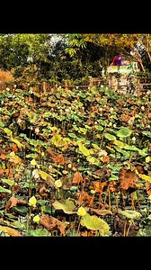 Harris Hawk ❤️ | Golden Falcon