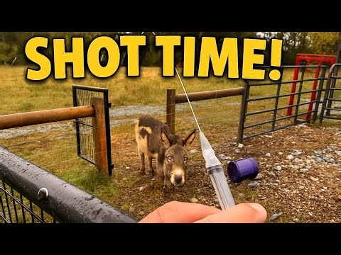 How’s Elliot’s temp?