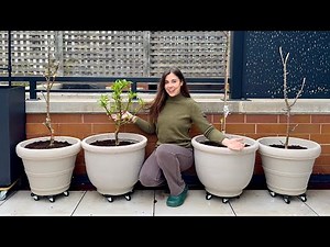 Growing Fruit Trees in Containers🍎🍑 The First Plants On My NEW Deck Garden!
