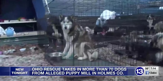Ohio rescue takes in more than 70 dogs from alleged puppy mill in Holmes Co.