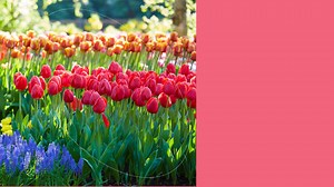 23 reactions | Fall is here! If you want to see daffodil, tulip,...