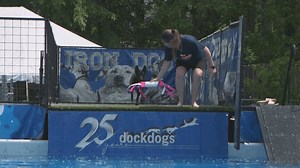 Dock Dogs diving event makes a splash in Clifton Park