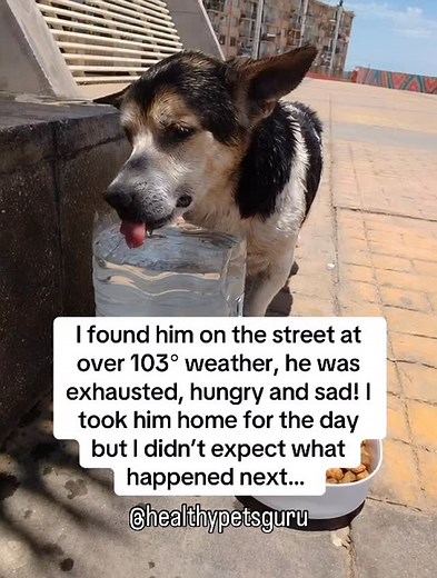 16K views · 452 reactions | I found him in 103° heat, wobbling,...