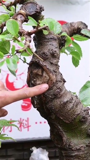 Learn bonsai, Episode 242: Chinese privet grafted into 3 trees. Bonsai shaping