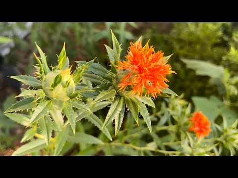 Safflower Seed to Flower to Harvest (Carthamus tinctoria) : The Bittersweet Gardens