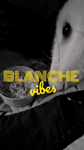 She's Blanche #opossums