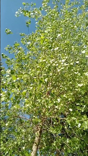 Aspen leaves shimmer in the wind