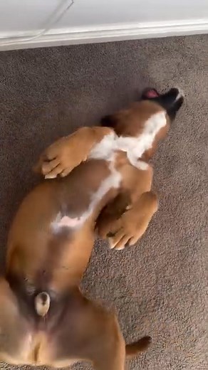 No trending audio, just the soundtrack of our home with Hercules in it 🔉🤎 @hercules_the_boxer2020 #dogsofinstagram #dogsofaustralia🇦🇺 #boxerdog #hercules #whatitsoundslike | Boxer lover