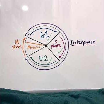 The Cell Cycle