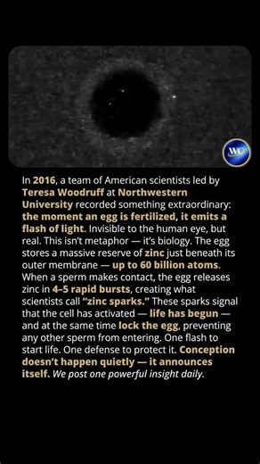 The Exact Moment Life Begins: Zinc Sparks Captured on Camera! ✨🧬