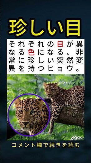 左右の目の色が違う珍しい突然変異を持つヒョウ 🤯🐆