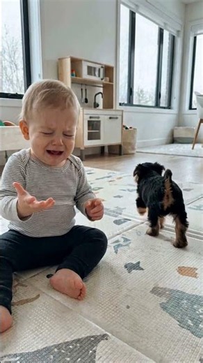 チーズをヨークシャーテリアの子犬に横取りされて大泣きする赤ちゃん🧀😭