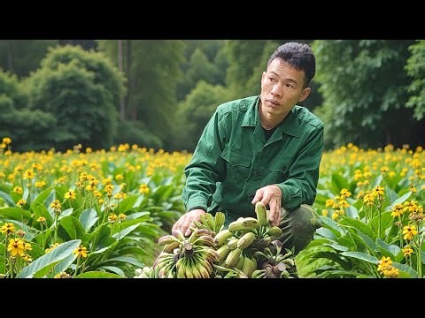 Trieu Khang ventured into the wild forest to find wild bananas, which he used as precious medicine.
