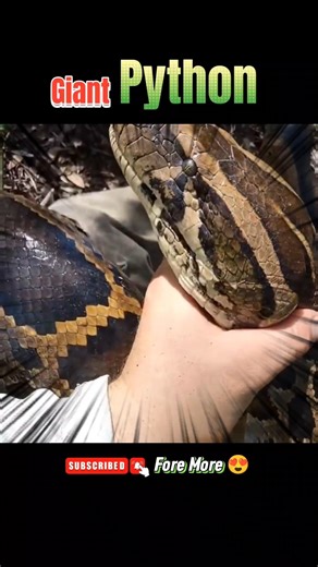 This Snake Doesn’t Need Venom! 😨 | #shorts