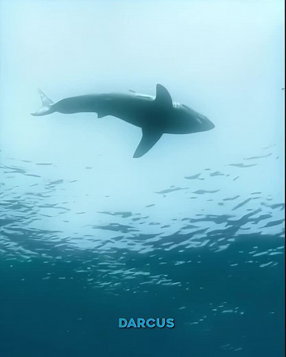 YOU CAN'T RUN AWAY FROM THE ORCA #orca #orcas #sea #whales #shark #Whiteshark #косатка #killerwhale #fish #animal #animals #animalsoftiktok #zoo #zoology #fyp #sea #xyzbca #viralvideo #edit #alightmotion #animals #antarctica #seas