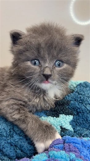 1.2K views · 1.6K reactions | I know every foster kitten you get is the cutest one you’ve ever seen but seriously, Grayson is an overachiever in the cuteness department. I can’t even … SO. FRIGGIN. CUUUUTE!!!!!! | Camp Wobbly Cat | Facebook