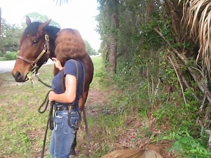 122 reactions · 11 shares | Here's some sweet video of DJ when he arrived in Florida on December 17, and was reunited with Marion after several years apart. <3 | The Davy Jones Equine Memorial Foundation | Facebook