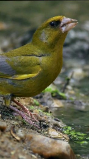 37K views · 1.4K reactions | The beauty of the greenfinch in nature #birds #birdsong #birthday #beauty #Jilgueros #greenfinch #bird | Chardonneret élégant | Facebook