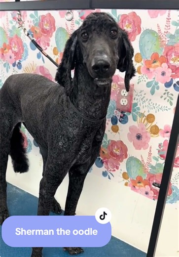 Dog Grooming Sherman: Poodle or Doodle Transformation