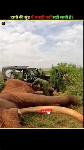 Wood placed in an elephant's trunk? 🐘 || Hindi video|| #facts #shorts