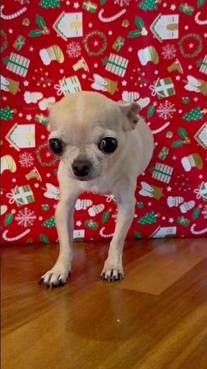🐶🎁 #christmas #oldies #retro #music #xmas #chihuahua #mypug #funny #cute #present #shorts #like