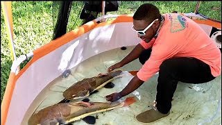 How to Safely Handle a Massive Redtail Catfish