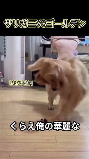 ゴールデンレトリバーがザリガニに全力で挑む #動物 #笑える