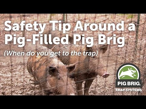 Safety Tips Around a Pig-Filled Pig Brig | Pig Brig Trap Systems
