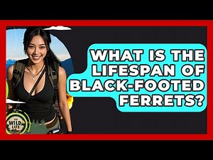 What Is The Lifespan Of Black-footed Ferrets? - The Wild Life Explorer