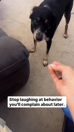 1.6M views · 17K reactions | Pranking dogs to make them “angry” might...