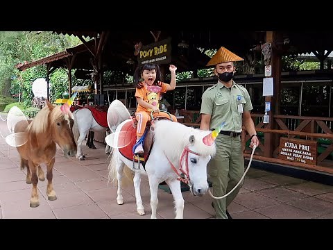 Naik Kuda Poni atau Unicorn? Unta Besar di Taman Safari | Mengenal Binatang untuk Anak Anak