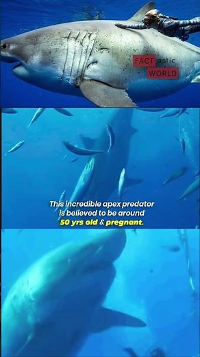 Meet Deep Blue 🦈: The World's Largest Great White Shark
