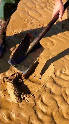 Harvesting Razor Clams From the Beach Sand! 🌊🦪😮