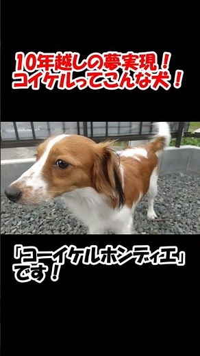 10年越しの夢実現！コイケルってこんな犬！【コーイケルホンディエ】