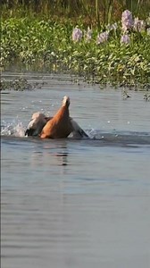 Ruddy Shelducks Enjoy Their First Bath at Mahananda! 🌊🦆 #shorts #ruddyshelduck