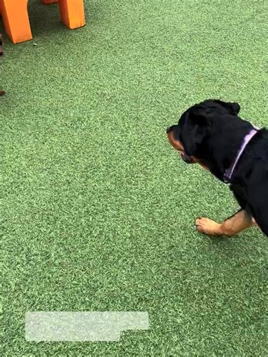 This similarity makes them even cuter 💜#centralbark #rottweilers #cockapoo #dogdaycare