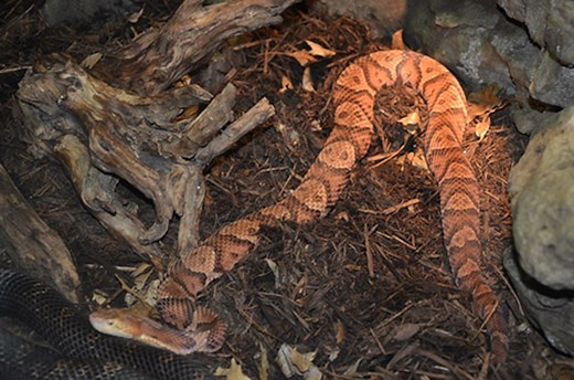 Copperheads: Pennsylvania’s quieter, more common, venomous snakes